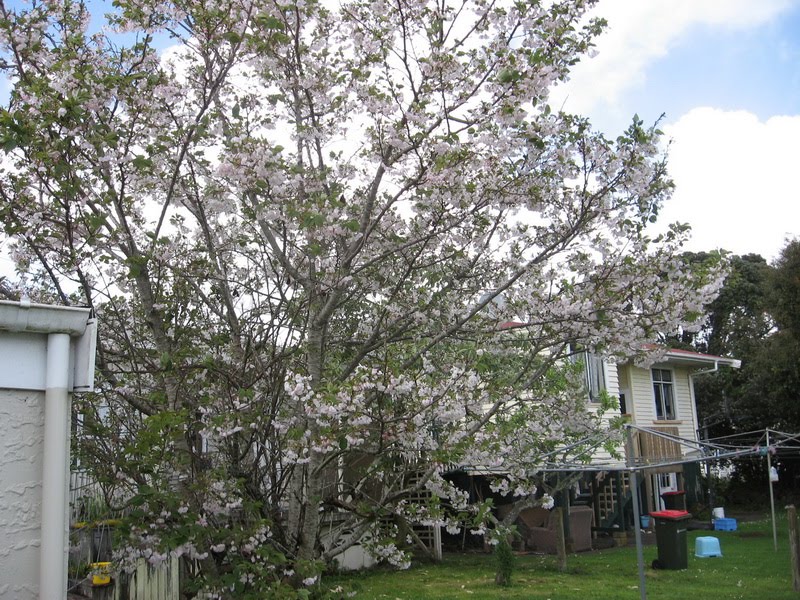 cherry tree nz reviews my walk with food and beautiful plants and flowers new zealand flowering cherry tree cherry tree nz reviews my walk with food and beautiful plants and flowers new zealand flowering cherry tree