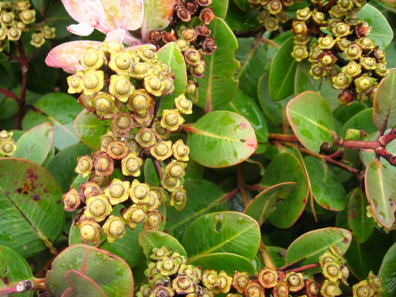 Summer Flowers Nz