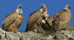 Buitre leonado (Candina) Cantabria