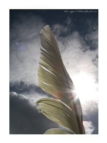 [wing+feather.jpg]