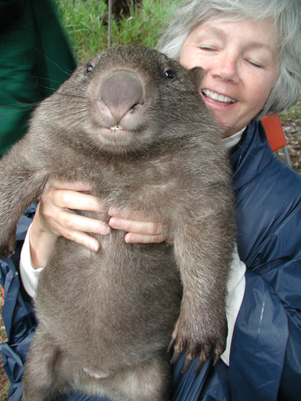 Part 14 / 13 %5Bstupid%2Blooking%2Bwombat