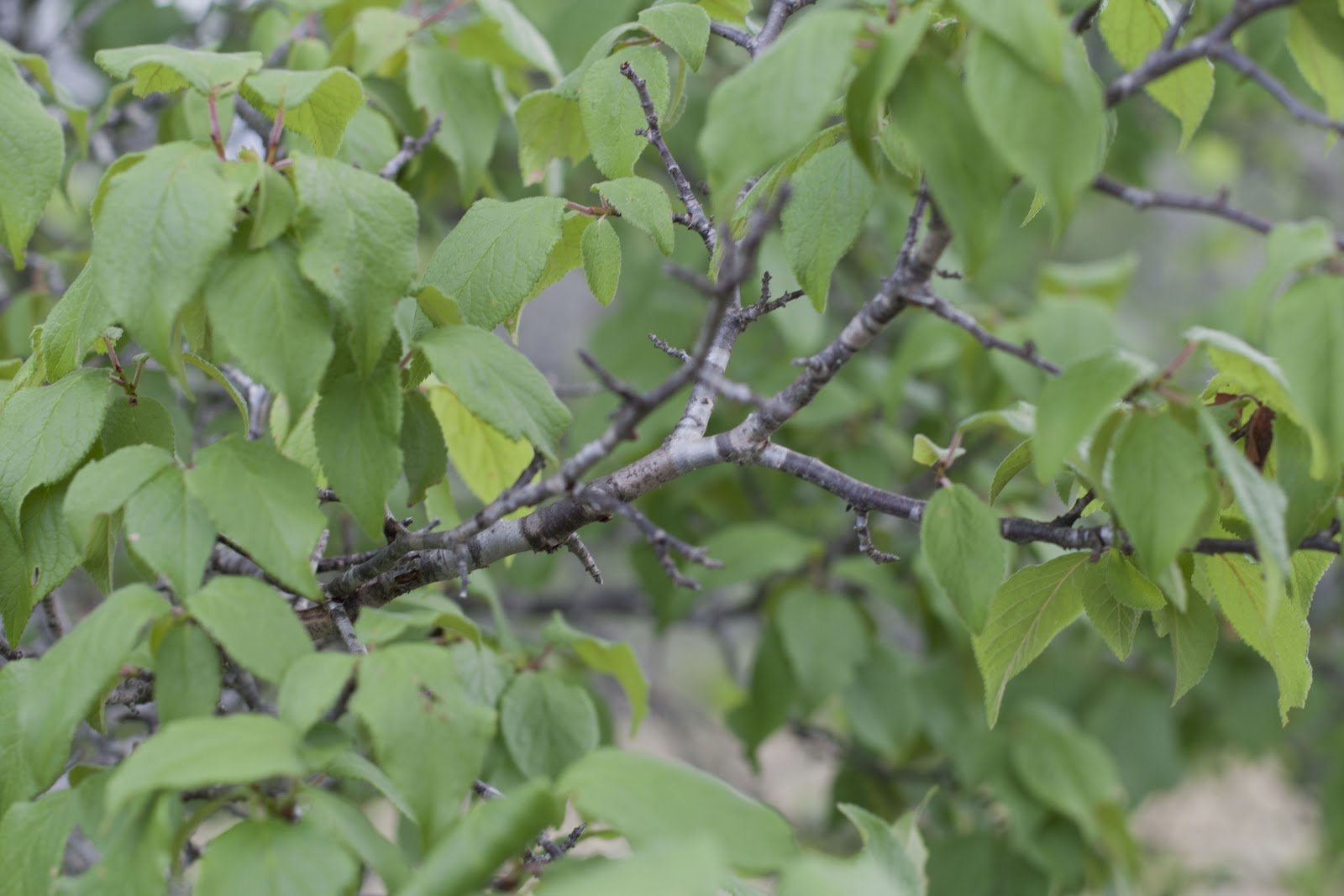 A Plum Assignment Mother Nature's Son