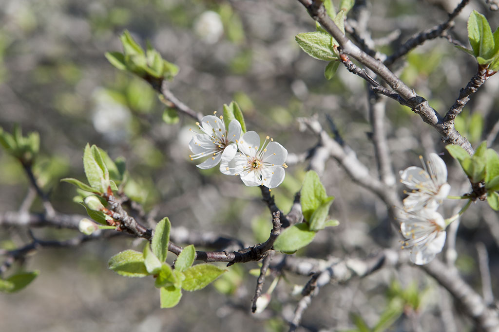 A Plum Assignment Mother Nature's Son