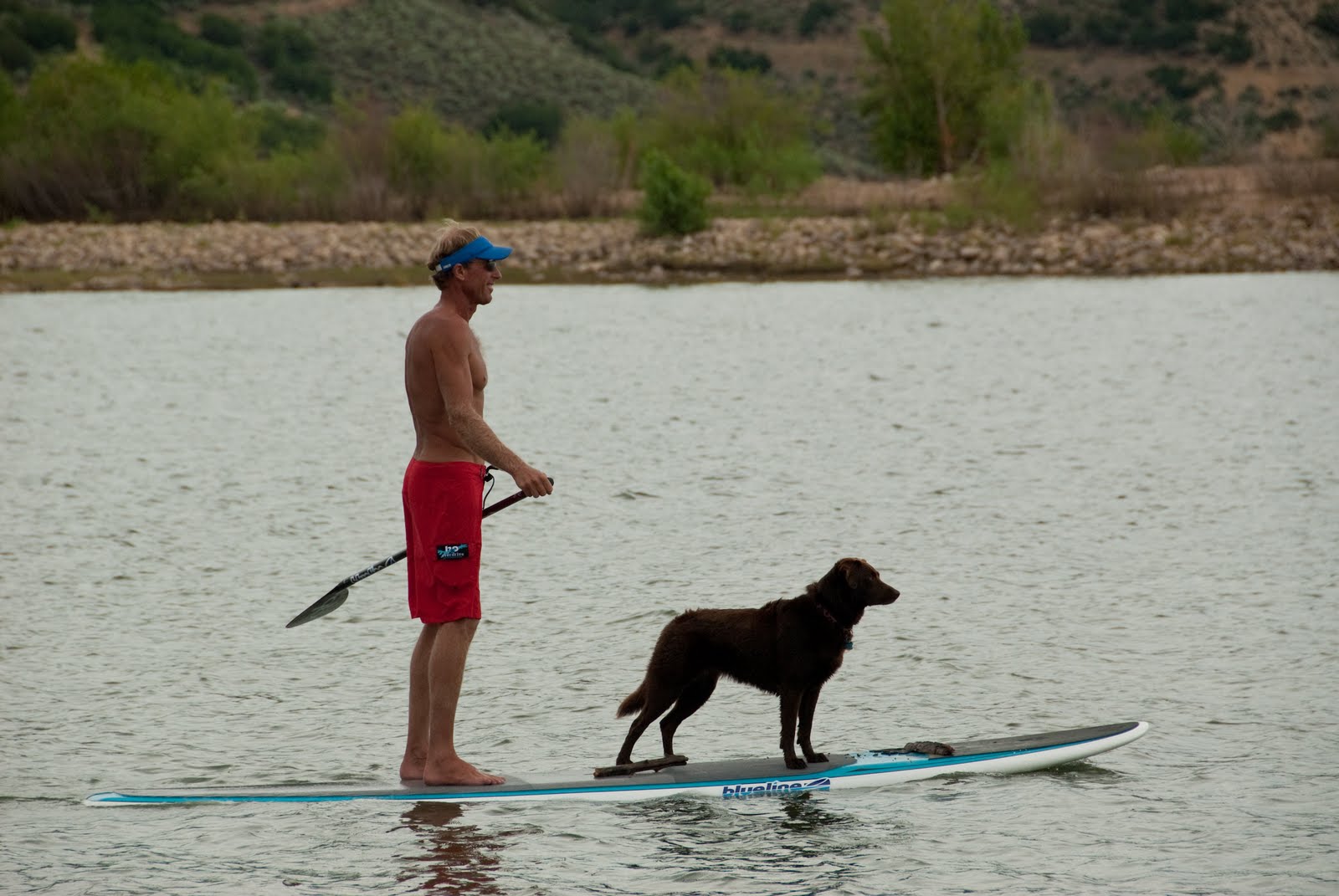 Jules Dog Blog PaddleBoard Dog Dog of the Day