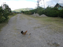Volcan Chickens