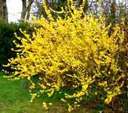 [forsythia.jpg]