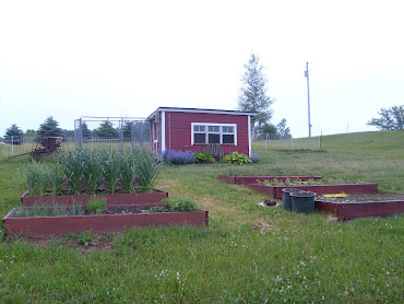 Raised beds & chickens coops