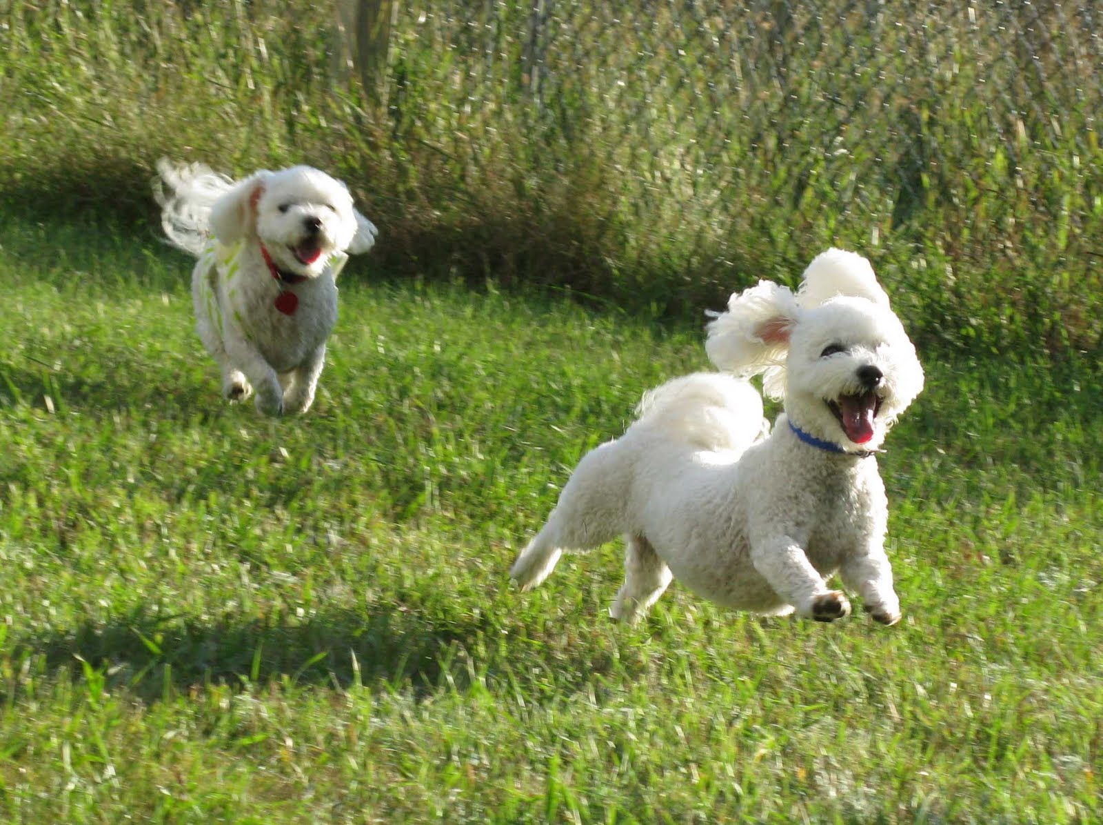 Healthy Happy Dog Blog Double dog dare you getting a second dog