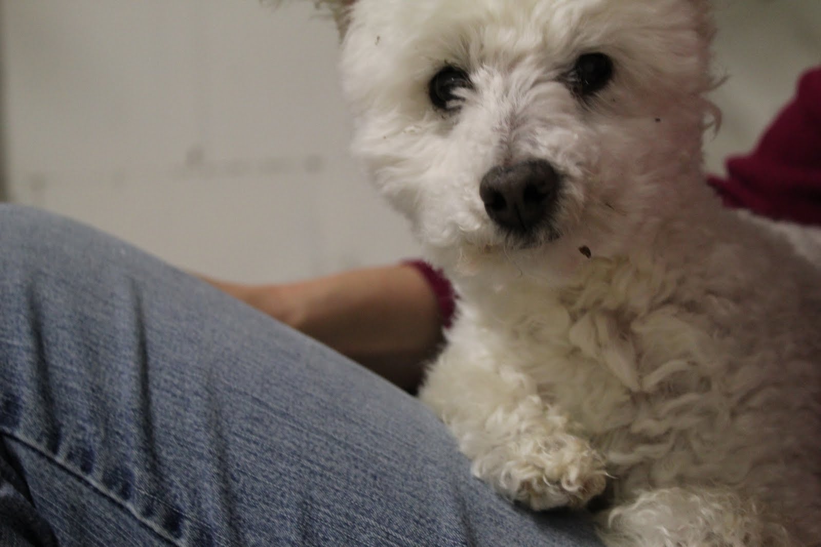 Canine Gum Infection