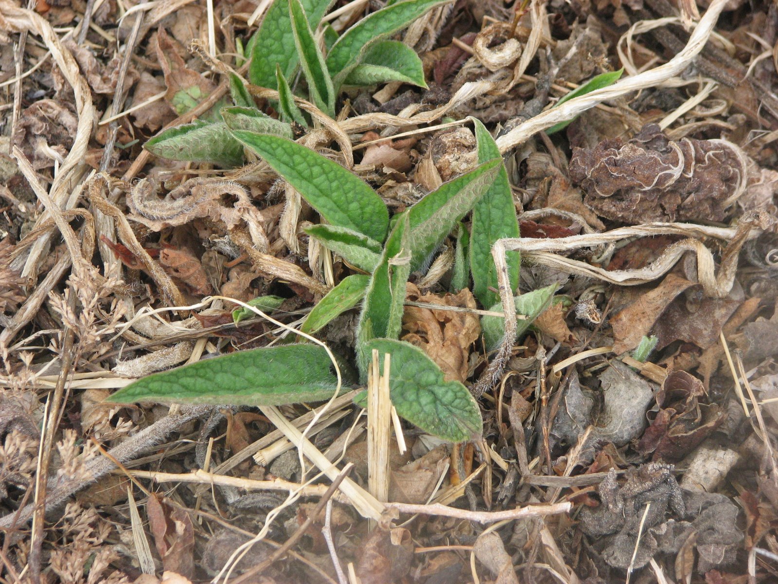 [Comfrey.jpg]