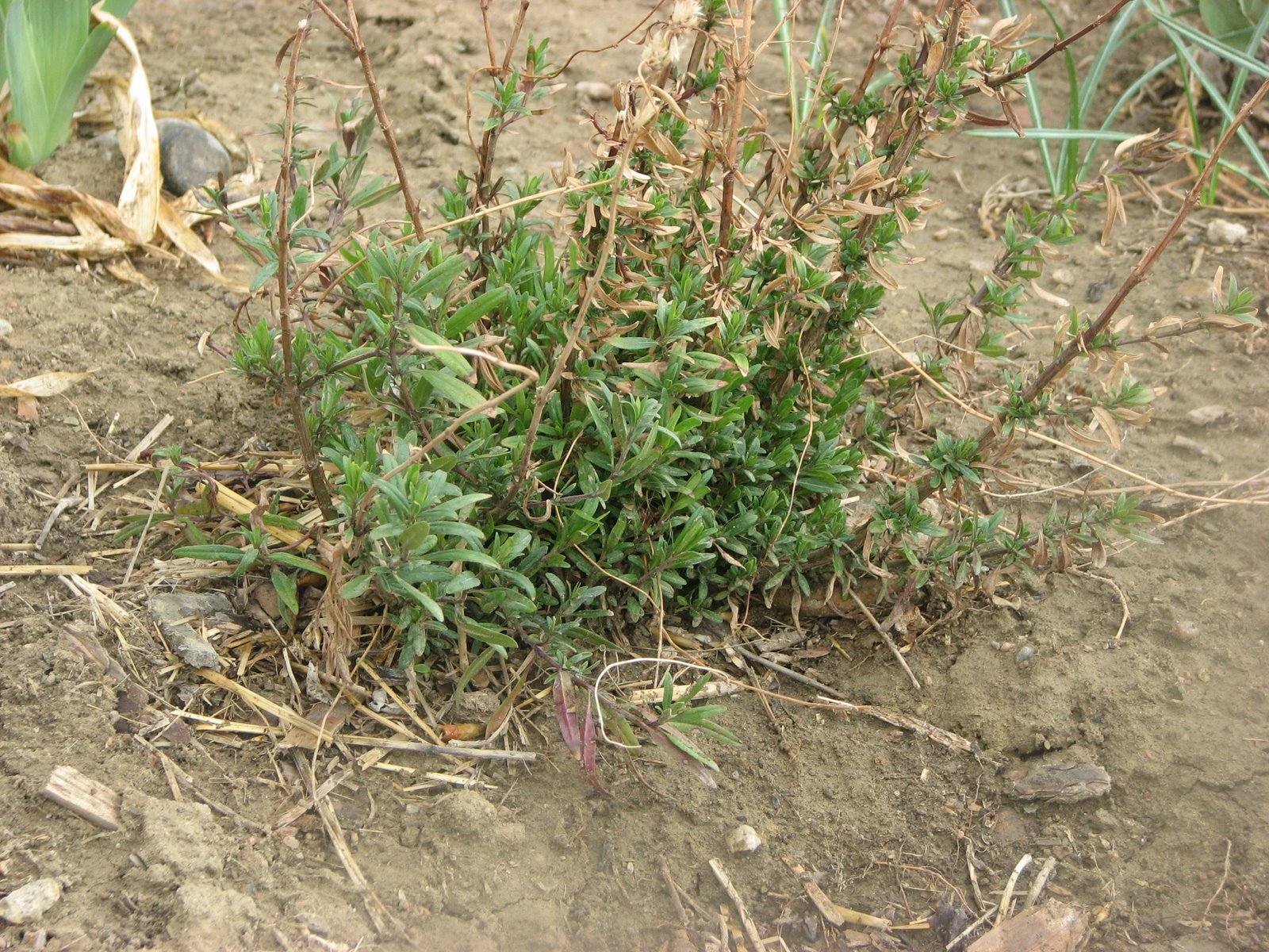 [Hyssop.jpg]