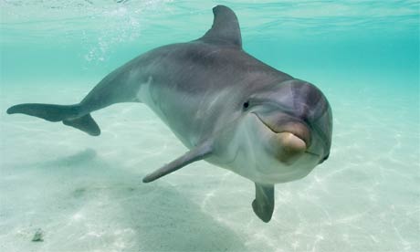 Bottlenose Dolphin Description