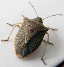 [Stinkbug(web).JPG]