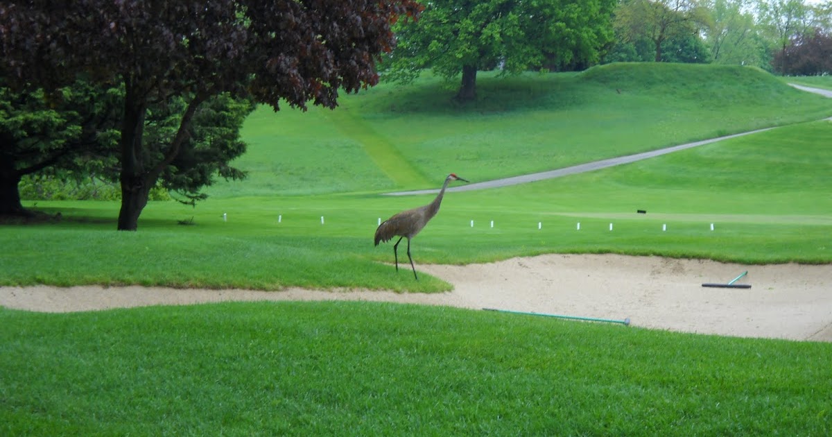 Oconomowoc Golf Club Sandhill Crane (Grus canadensis)