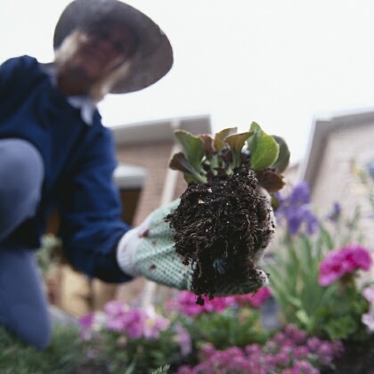 La buena mano de un jardinero : Plantas Flores y Jardin