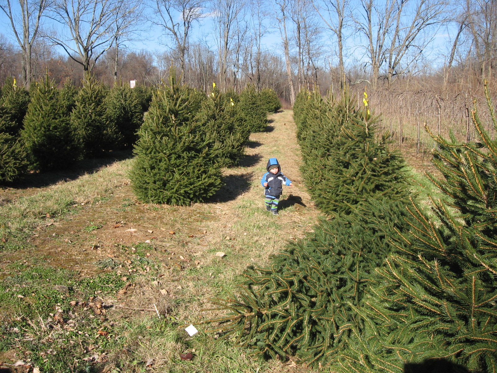 Getting a Christmas Tree the OldFashioned Way Macaroni KID N Pascack