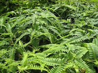Ferns in the forest on Maui Hawaii
