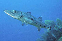 Sphyraena Barracuda (Picua-Barracuda)