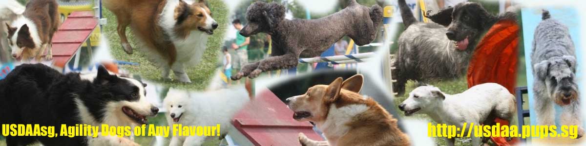 USDAAsg, Agility Dogs for Any Flavour!