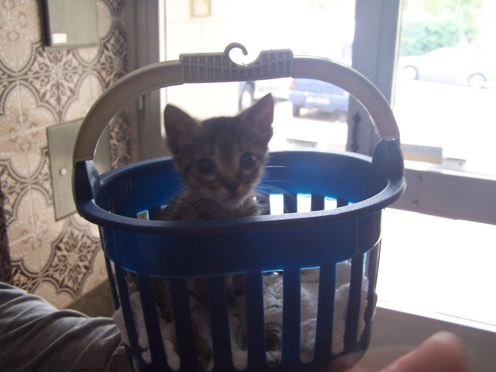 [Gatinha+bebÃ©+4.JPG]