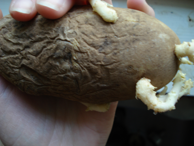 is five: Potato experiment