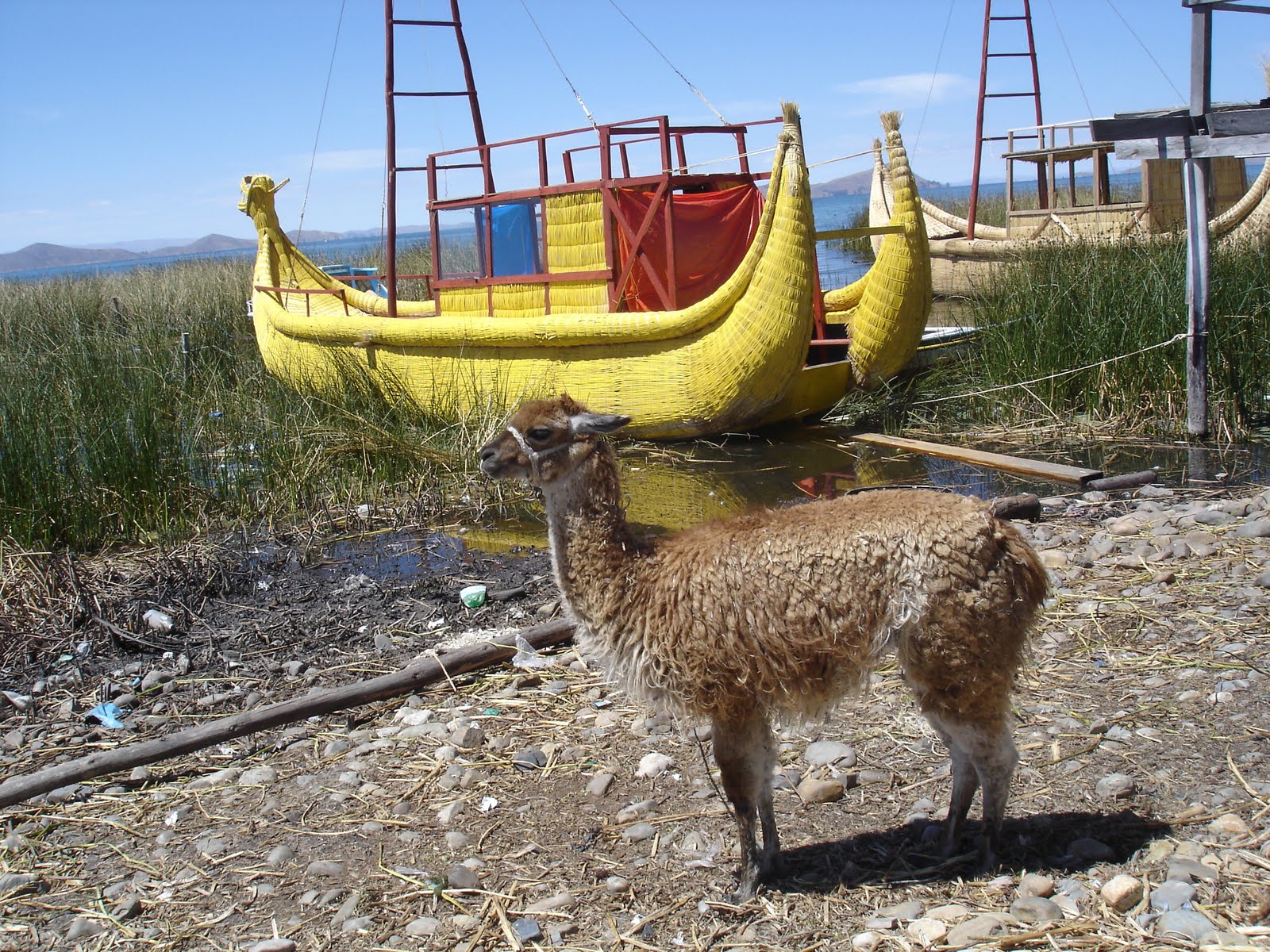 [Totora+e+lama.JPG]