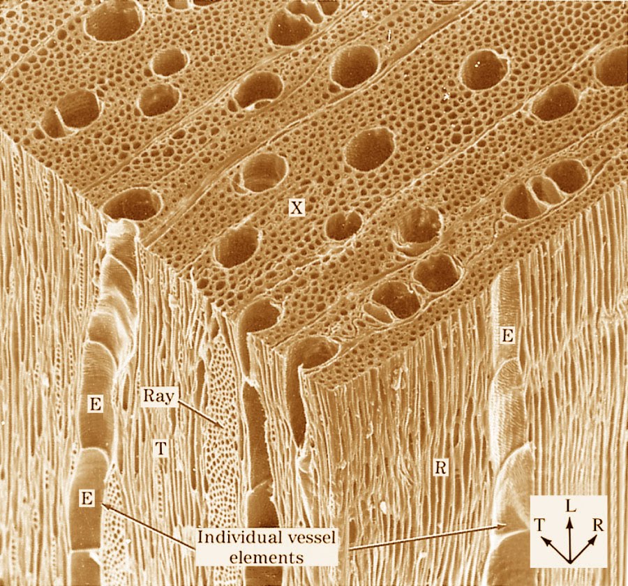 [Diffuse+Porous+Hardwood.jpg]