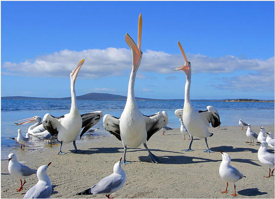 [pelicans.jpg]