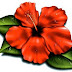 Desenhos Para Pintar Flores rosas orkídeas