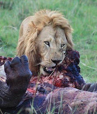 Hippo Meat