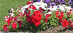red, white and blue flowers