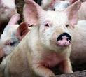  Pig swine flu protection from Star Trek Diet