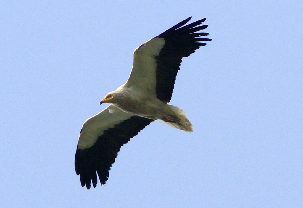 Birdwatching in Greece Rare Vulture show up