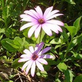 Pretty Flowers !!