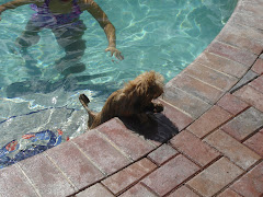My puppy getting out of the pool