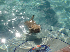My puppy swimming!