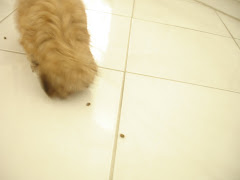 Theo following a trail of food!