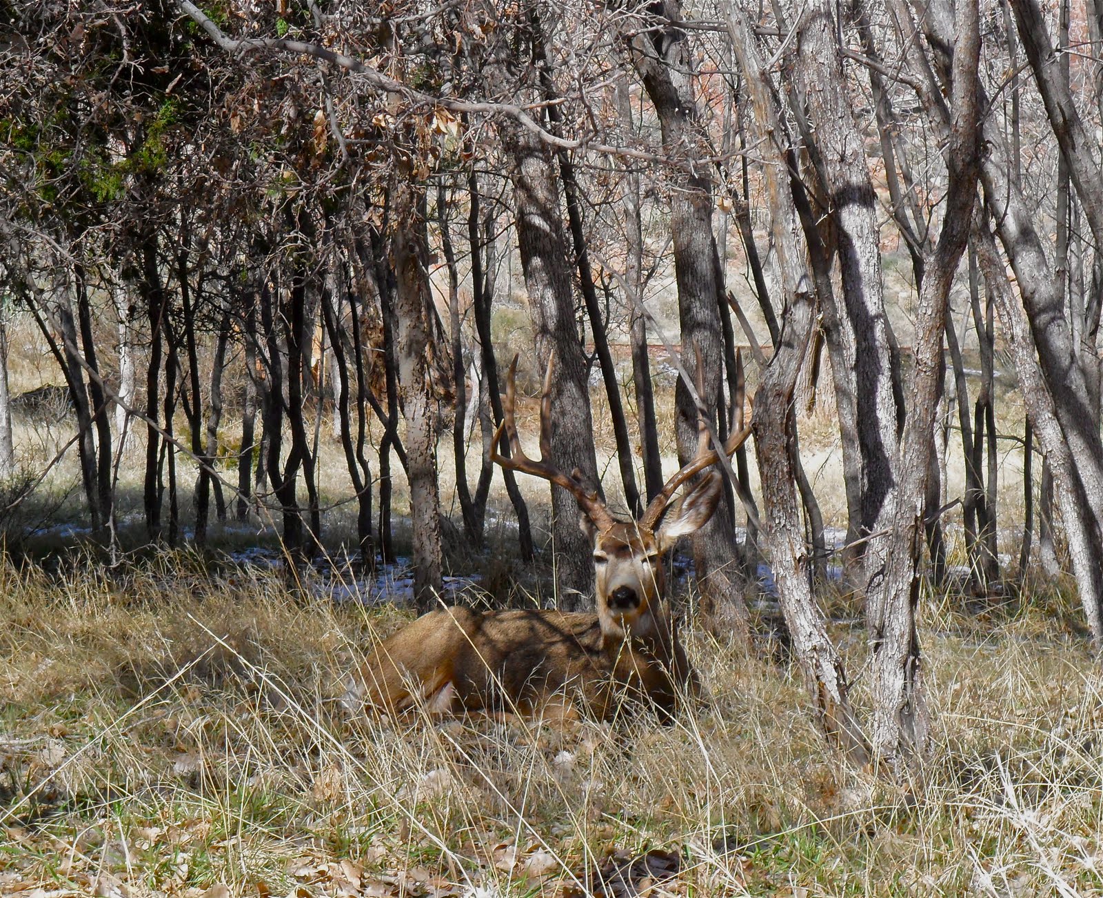 Mojave Brad Spectacular photos of Mule Deer in Zion NP yesterday! 152011