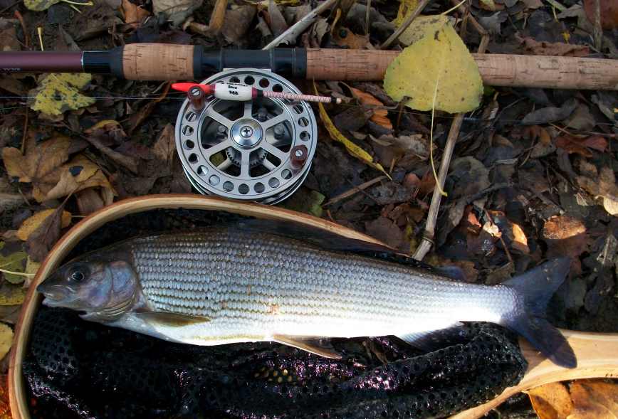 best budget centrepin reel