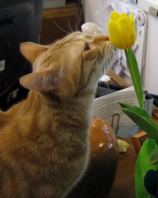 Flowers smell tasty.