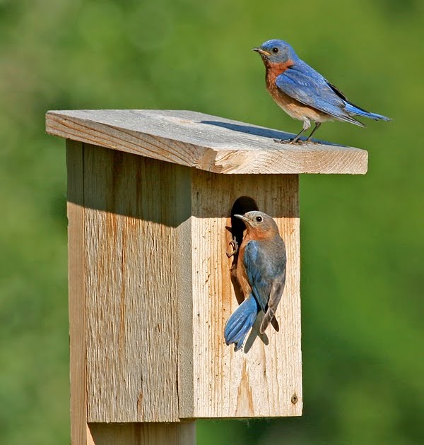 Hybrid Birder Getting Ready for Bluebird Season