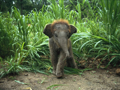 Baby Asian Elephant Illusion