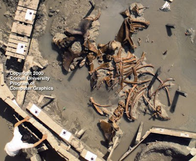 Giant Skeletons