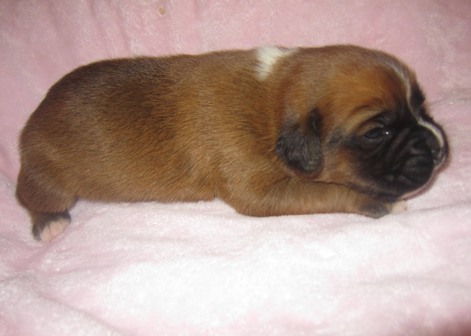 Boxer Puppies Baby Boxers Week 2 Updated Pictures