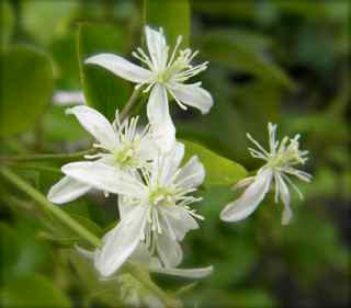 Sweet Autumn Clematis