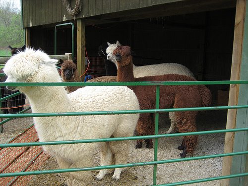 [alpacashearing1.jpg]