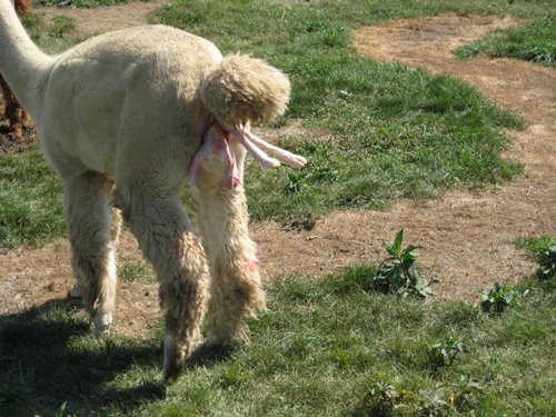 [Alpacabirth1.jpg]