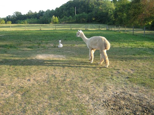 [Alpacabirth4.jpg]