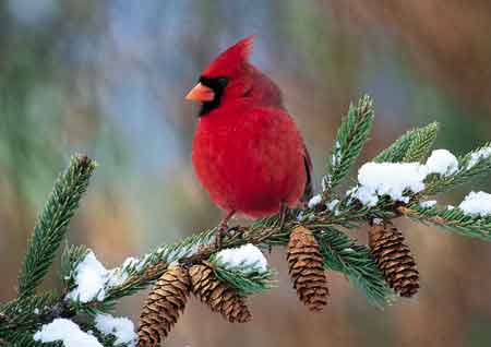studio hewitt cardinals in