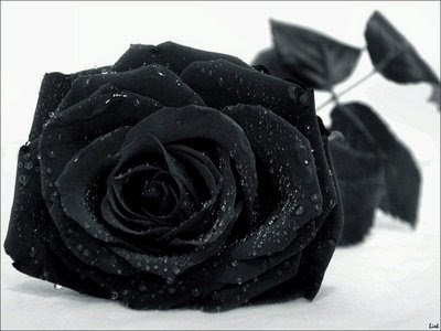 Les roses ^^ Rose+noire